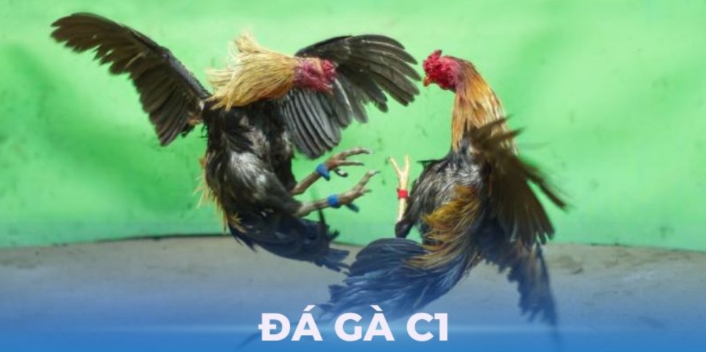 đá gà c1